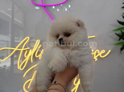 Ponçik Pomerian Teacup 2 Aylık görsel