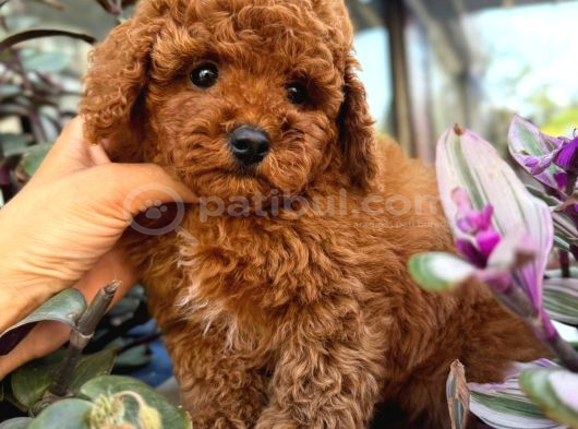 Aşılı Pet Eğitimli Red Poodle Bebekleri görsel