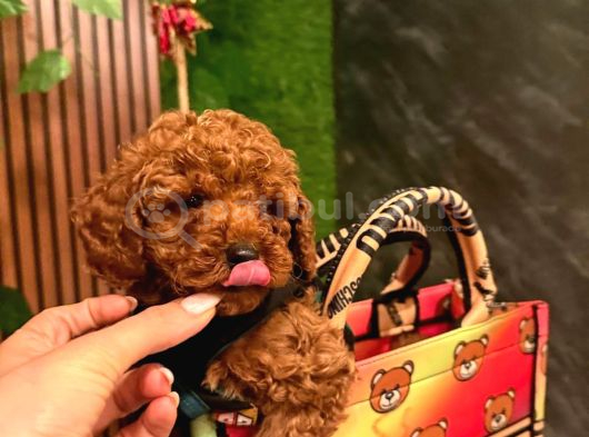Her Renk Her Boy Poodle Burada