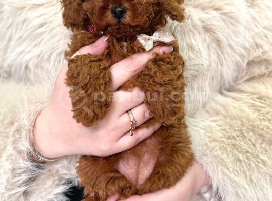 En Asilinden Toy Poodle Ev Ortamından görsel