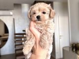En Mi̇nnak Malti̇poo Ci̇nsi̇ Yavrular Ev Üreti̇mi̇