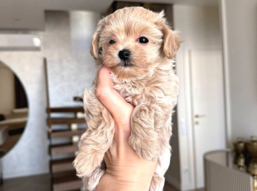 En Mi̇nnak Malti̇poo Ci̇nsi̇ Yavrular Ev Üreti̇mi̇
