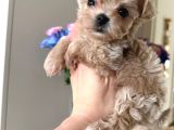 En Mi̇nnak Malti̇poo Ci̇nsi̇ Yavrular Ev Üreti̇mi̇