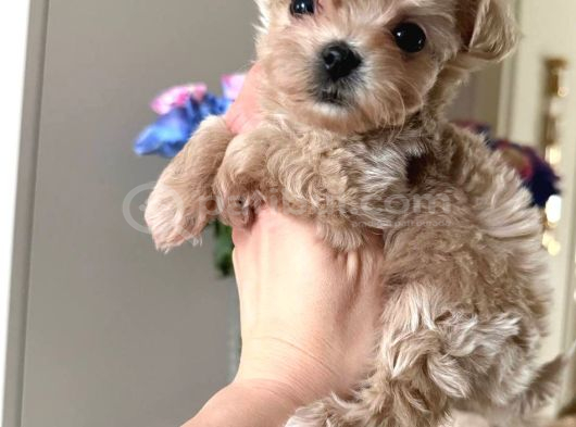 En Mi̇nnak Malti̇poo Ci̇nsi̇ Yavrular Ev Üreti̇mi̇ görsel