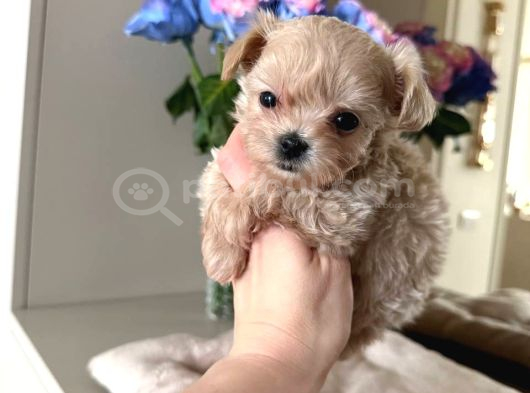 En Mi̇nnak Malti̇poo Ci̇nsi̇ Yavrular Ev Üreti̇mi̇ görsel