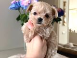 En Mi̇nnak Malti̇poo Ci̇nsi̇ Yavrular Ev Üreti̇mi̇