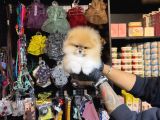 Yumoş Tadinda Pomerri̇an Boo Sevi̇mli̇ Yavrular
