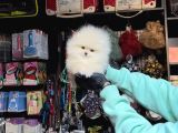 Yumoş Tadinda Pomerri̇an Boo Sevi̇mli̇ Yavrular