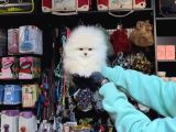 YUMOŞ TADINDA POMERRİAN BOO SEVİMLİ YAVRULAR