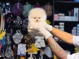 Yumoş Tadinda Pomerri̇an Boo Sevi̇mli̇ Yavrular