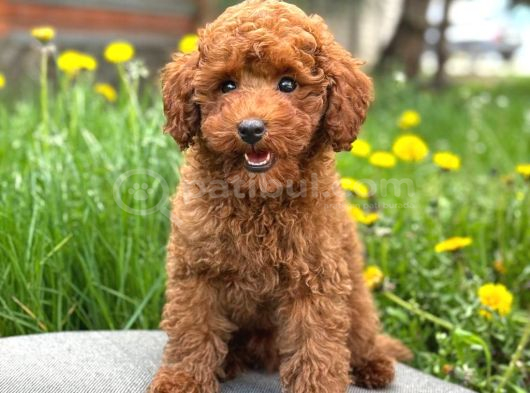 Kivir Kivir Toy Poodle Sevi̇mli̇ Yavrular Ev Üreti̇mi̇