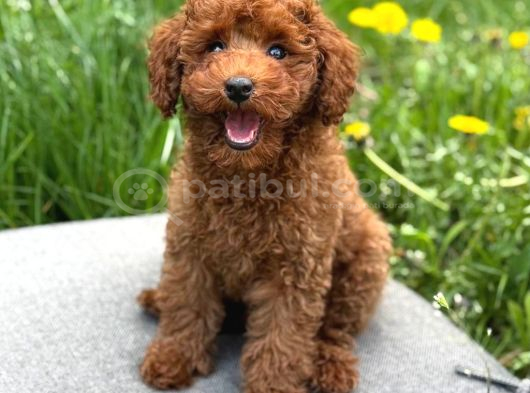 Kivir Kivir Toy Poodle Sevi̇mli̇ Yavrular Ev Üreti̇mi̇ görsel