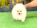 Pomerri̇an Boo Sevi̇mli̇ Yavrular