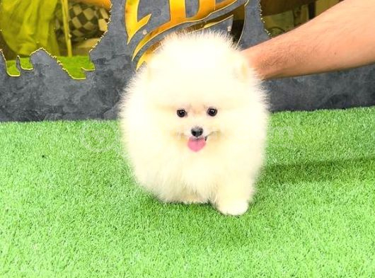Pomerri̇an Boo Sevi̇mli̇ Yavrular görsel