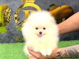 POMERRİAN BOO SEVİMLİ YAVRULAR