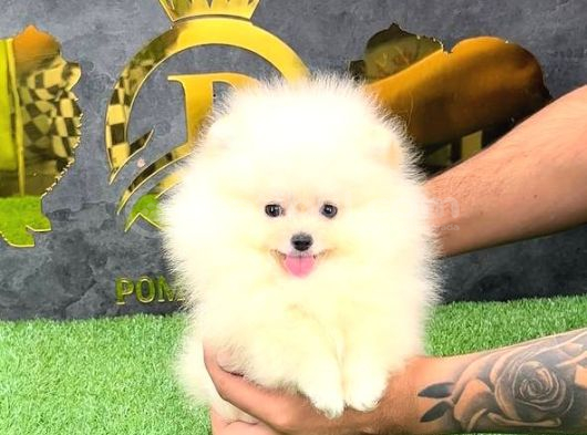 Pomerri̇an Boo Sevi̇mli̇ Yavrular