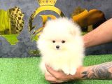 Pomerri̇an Boo Sevi̇mli̇ Yavrular