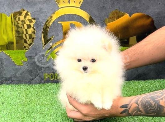 Pomerri̇an Boo Sevi̇mli̇ Yavrular görsel