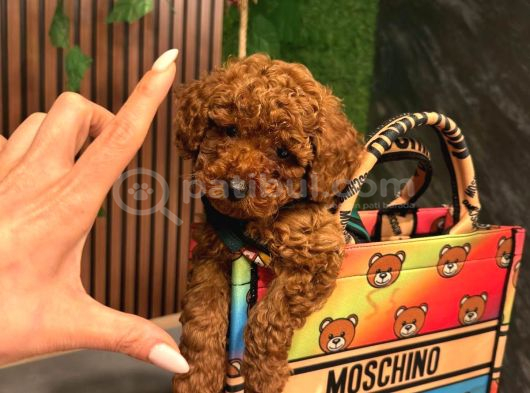 Her Renk Her Boy Poodle Burada görsel