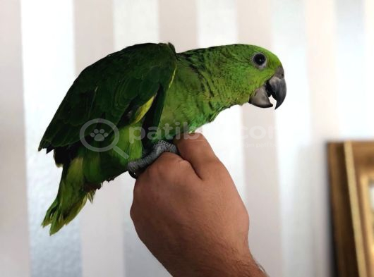 Evcil Amazon Papağan Bebekler görsel