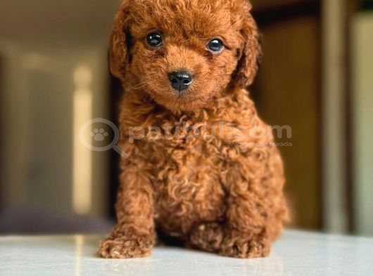 Kivir Kivir Tuvalet Eğitimli Toy Poodle