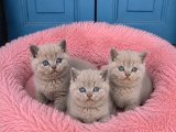 Koca Yanaklı Lilac British Shorthair -Eşsiz Renk