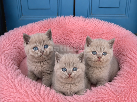 Koca Yanaklı Lilac British Shorthair -Eşsiz Renk