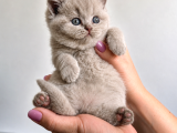 Koca Yanaklı Lilac British Shorthair -Eşsiz Renk