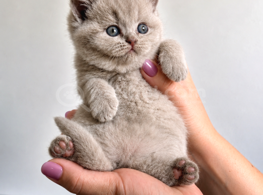 Koca Yanaklı Lilac British Shorthair -Eşsiz Renk görsel