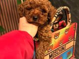 Her Renk Her Boy Poodle Burada