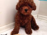 Toy poodle Kalite
