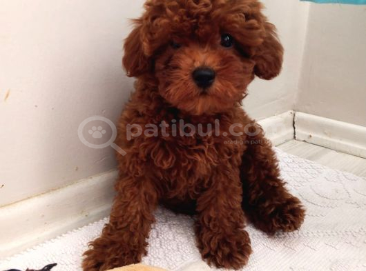 Toy Poodle Kalite