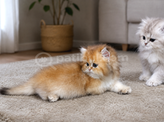 Irkının En Güzeli British Longhair Golden Yavrumuz görsel