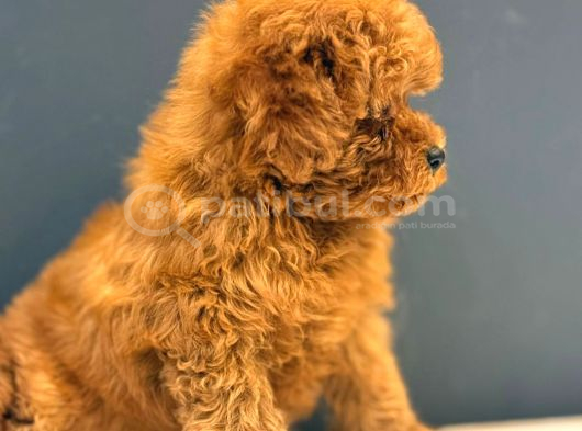 Ruhsatlı Üretim Çiftliğinden Toy Poodle Yavrular görsel