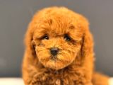 Ruhsatlı üretim çiftliğinden Toy Poodle Yavrular
