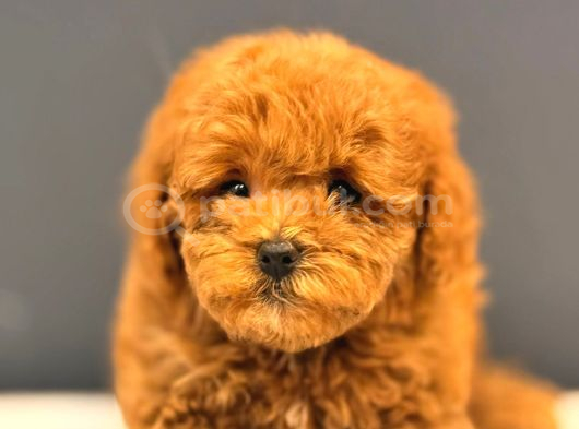 Ruhsatlı Üretim Çiftliğinden Toy Poodle Yavrular