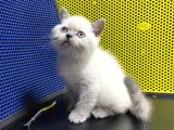 Blue Point British Shorthair Yavru Masmavi Gözler