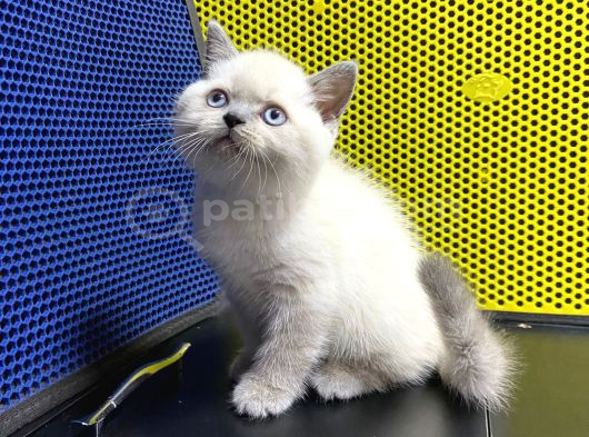 Blue Point British Shorthair Yavru Masmavi Gözler görsel