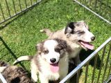 Ruhsatlı Üretim Çiftliğinden Safkan  Border Collie Yavrular