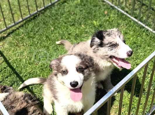 Ruhsatlı Üretim Çiftliğinden Safkan  Border Collie Yavrular görsel