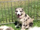 Ruhsatlı üretim çiftliğinden Safkan  Border Collie Yavrular