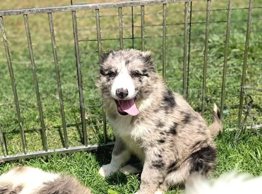 Ruhsatlı Üretim Çiftliğinden Safkan  Border Collie Yavrular