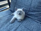 Blue Point British Shorthair Yavru masmavi gözler