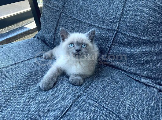 Blue Point British Shorthair Yavru Masmavi Gözler