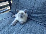 Blue Point British Shorthair Yavru Masmavi Gözler