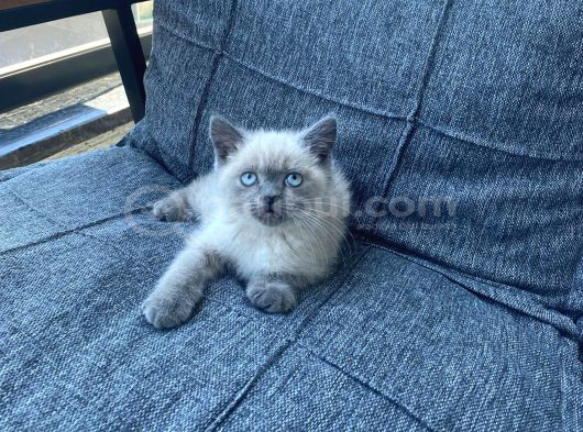 Blue Point British Shorthair Yavru Masmavi Gözler görsel