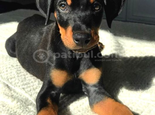 IRK VE SAĞLIK GARANTİLİ ORJİNAL DOBERMANLAR