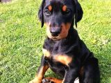 Irk Ve Sağlik Garanti̇li̇ Orji̇nal Dobermanlar