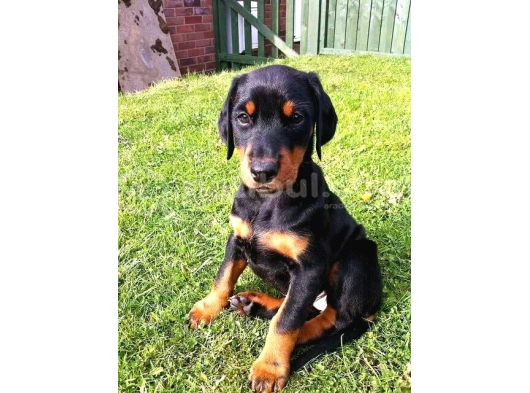 Irk Ve Sağlik Garanti̇li̇ Orji̇nal Dobermanlar görsel