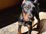Irk Ve Sağlik Garanti̇li̇ Orji̇nal Dobermanlar